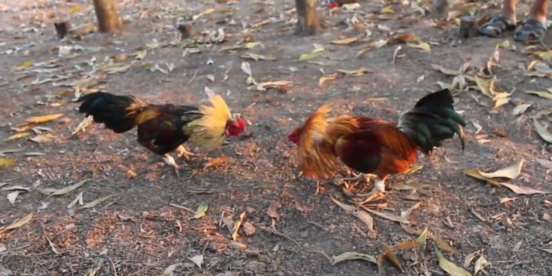 Bật mí mẹo chiến thắng khi chơi đá gà tre
