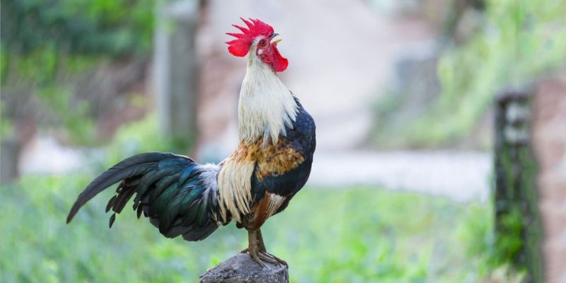 Hướng dẫn chi tiết chọn gà trong đá gà tre