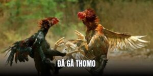 Giới thiệu về bộ môn đá gà Thomo Tin88