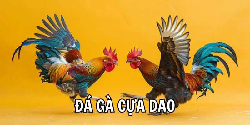 Điểm danh ưu điểm nổi bật của đá gà cựa dao Tin88