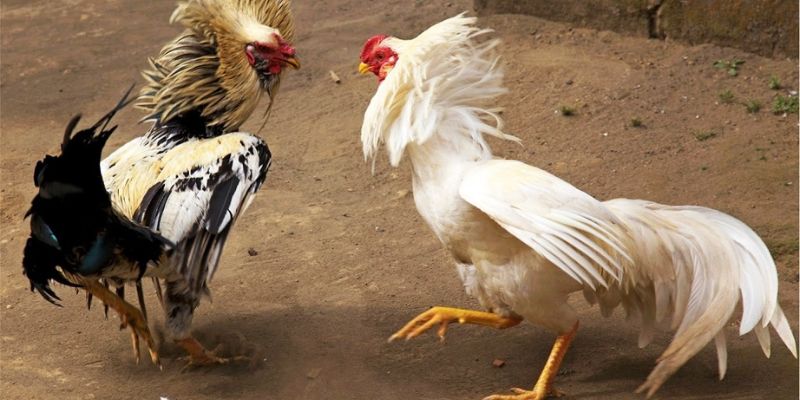 Luật chơi đá gà cựa sắt mà hội viên nên lưu tâm