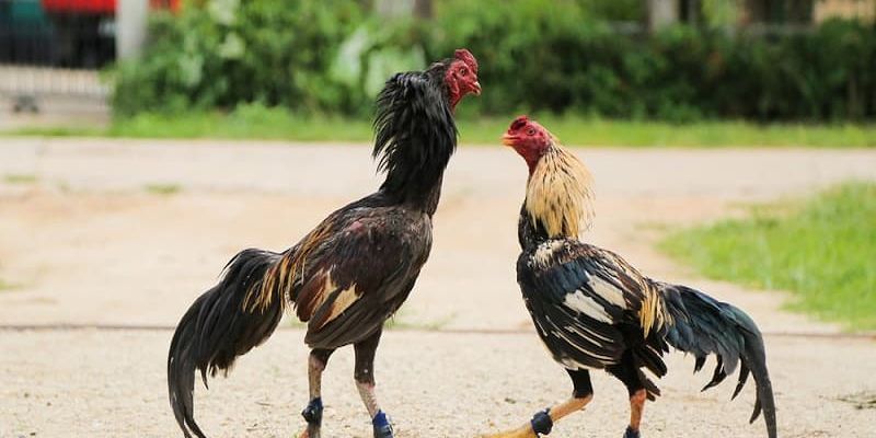 Lý do đá gà cựa sắt được người dùng yêu thích