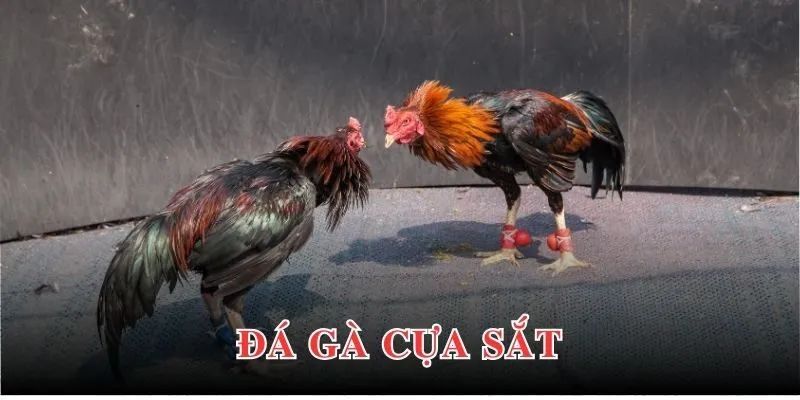 Thông tin chung về hình thức đá gà cựa sắt Tin88