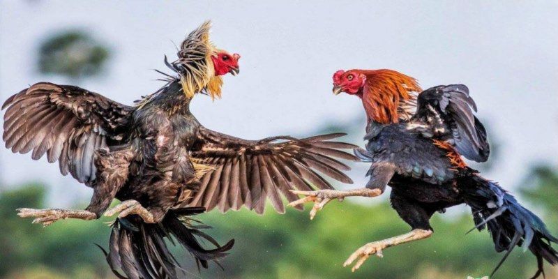 Giới thiệu chung về đá gà C1