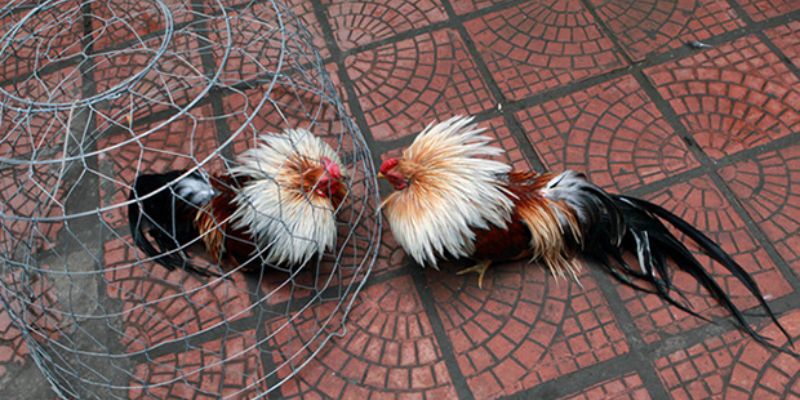 Giới thiệu chung đá gà tre mới nhất