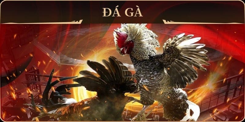 Những kèo cược kê chiến nổi bật tại chuyên mục đá gà Tin88