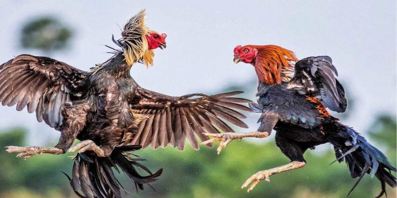 Thời gian tổ chức của đá gà Thomo
