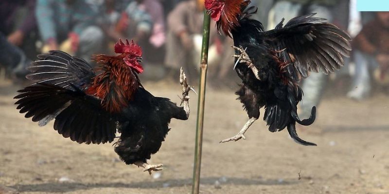 Tìm hiểu về chuyên mục giải trí trực tuyến đá gà Tin88